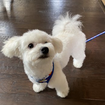 Cosmic Dog - Buddy After - Pet Services Near Me - Loveland, Colorado Cosmic Dog - Buddy After - Pet Services Near Me - Loveland, Colorado