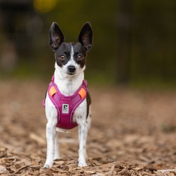 Happy Pawtraits - Pet Photography Near Me Happy Pawtraits - Pet Photography Near Me