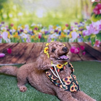 Camp Bow Wow - Pet Sitting Near Me - Port Charlotte, Florida Camp Bow Wow - Pet Sitting Near Me - Port Charlotte, Florida