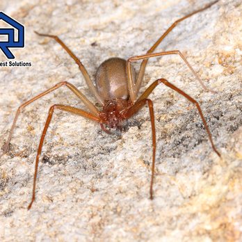 Redefined Pest Solutions - Pest Control Near Me - Columbia, Tennessee Redefined Pest Solutions - Pest Control Near Me - Columbia, Tennessee