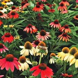 Popes' Gardens - Flowers