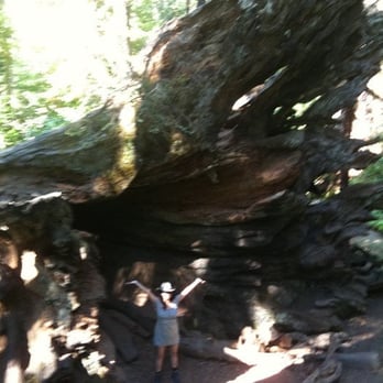 Calaveras Big Trees State Park - I feel hobbit size compared.... - Parks Near Me - Arnold, California Calaveras Big Trees State Park - I feel hobbit size compared.... - Parks Near Me - Arnold, California