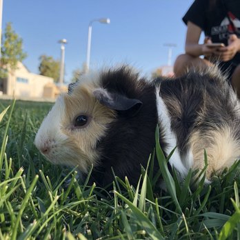 Petco - My healthy guinea pig :) - Pet Groomers Near Me - El Monte, California