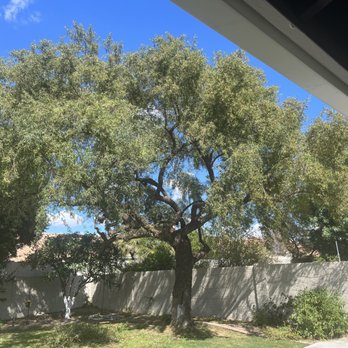 Chips Tree & Landscape - Tree Services Near Me - Glendale, Arizona