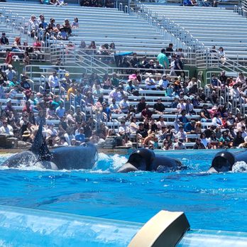 Orca Encounter - Amusement Parks Near Me - San Diego, California