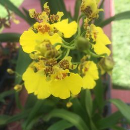 Orchids grown by small independent beautiful people. On sale here. Orchids grown by small independent beautiful people. On sale here.