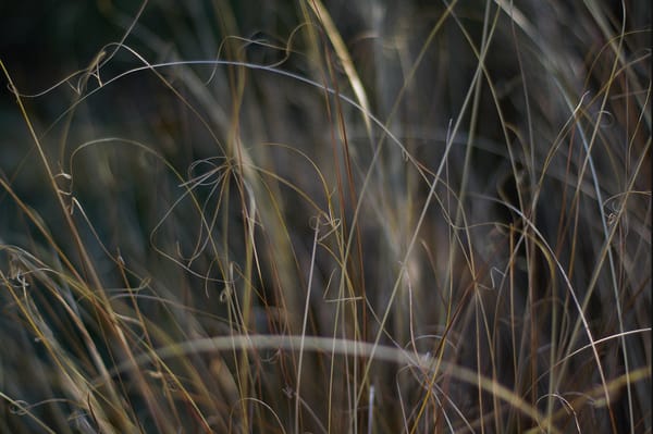 C & S Nursery by null