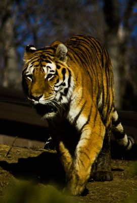 Omaha's Henry Doorly Zoo and Aquarium by null