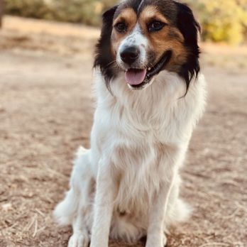 Veterinary Specialty Hospital - Sorrento Valley - Veterinarians Near Me - Valley, California Veterinary Specialty Hospital - Sorrento Valley - Veterinarians Near Me - Valley, California