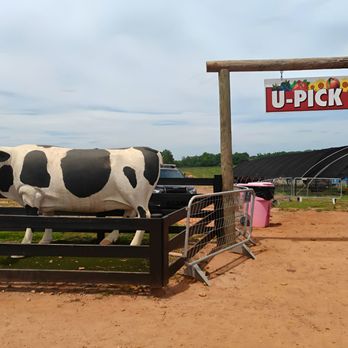 Southern Belle Farm - Pick Your Own Farms Near Me - McDonough, Georgia Southern Belle Farm - Pick Your Own Farms Near Me - McDonough, Georgia