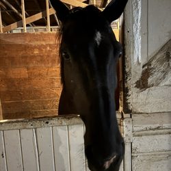 Mountain View Equestrian - Harper!