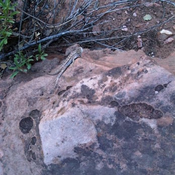Canyon Overlook Trail - Lizard! @ Canyon Overlook Trail - 7/30/13 - Hiking Near Me - Springdale, Utah Canyon Overlook Trail - Lizard! @ Canyon Overlook Trail - 7/30/13 - Hiking Near Me - Springdale, Utah