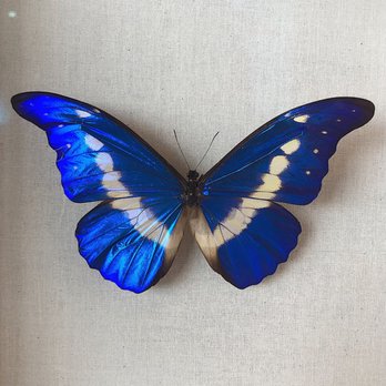 Butterfly Biosphere - Children's Museums Near Me - Lehi, Utah