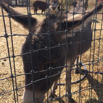 High Country Orchard - Cute donkey - Gift Shops Near Me - Colbert, Washington