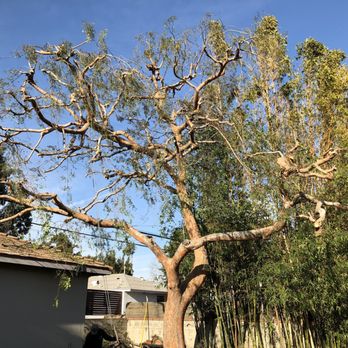Inexpensive Tree Services - Tree Services Near Me - Los Angeles, California