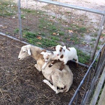 Happi Farm - Aww. How sweet.. - Community Service/Non-Profit Near Me - Davie, Florida Happi Farm - Aww. How sweet.. - Community Service/Non-Profit Near Me - Davie, Florida