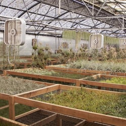 Plantaflor USA - One of Our Greenhouses