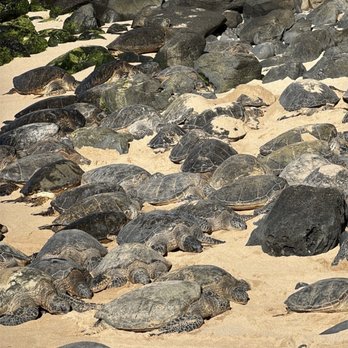 Hookipa Beach Park - Parks Near Me - Paia, Hawaii