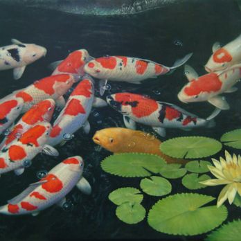 Mountain Aquatics - Mountain Aquatics Inc - Local Services Near Me - Ellijay, Georgia Mountain Aquatics - Mountain Aquatics Inc - Local Services Near Me - Ellijay, Georgia