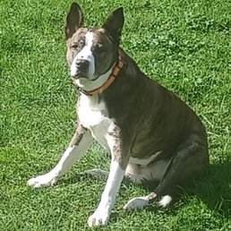 Roger. An epic foster-fail (I agreed to keep him until they found a home) who changed my life. Roger. An epic foster-fail (I agreed to keep him until they found a home) who changed my life.