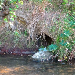 Mauerbach-Wienfluss - Biberbau am Wienfluss, beim Ferdinand-Wolf-Park