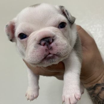 Canine Cryobank - One of the girls from the litter :) - Pet Services Near Me - San Marcos, California