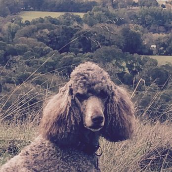 Lap of Love - Our lovely Breena in her Happy Place in the Anderson Valley - Veterinarians Near Me Lap of Love - Our lovely Breena in her Happy Place in the Anderson Valley - Veterinarians Near Me
