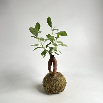 Of Soil and Moss - Nurseries & Gardening Near Me - Oakland, California Of Soil and Moss - Nurseries & Gardening Near Me - Oakland, California
