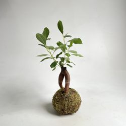 Of Soil and Moss