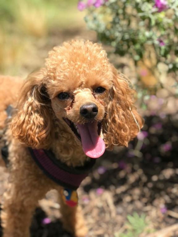 GOOD DAY PET SITTERS Updated August 2024 7460 Warren Pkwy, Frisco, Texas Pet