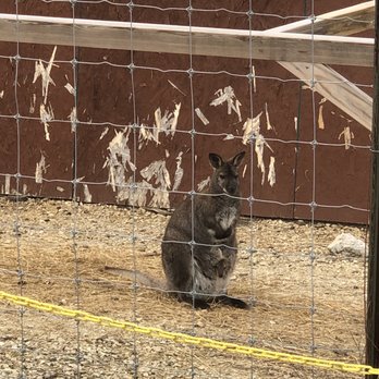 Branson's Promised Land Zoo - Wallaby with a Joey sticking his head out her pouch. - Zoos Near Me - Branson, Missouri Branson's Promised Land Zoo - Wallaby with a Joey sticking his head out her pouch. - Zoos Near Me - Branson, Missouri