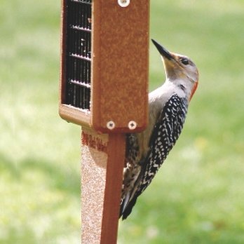 Wild Birds Unlimited - Katy - WBU Tail Prop Suet Cake Feeder - Bird Shops Near Me - Katy, Texas Wild Birds Unlimited - Katy - WBU Tail Prop Suet Cake Feeder - Bird Shops Near Me - Katy, Texas