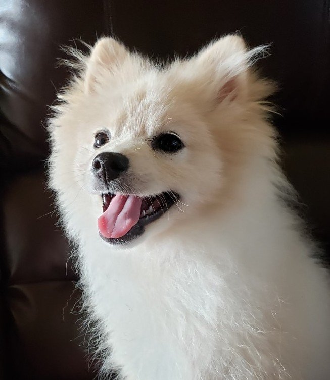 NASHVILLE ANIMAL HOSPITAL Updated September 2024 202 Highway 27 S