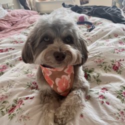 Hoboken Grooming By Erica Li - Teddy groomed!