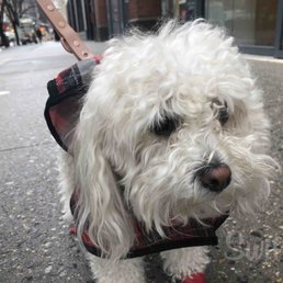 Pic of Daisy in her rain gear that Gerald from Swifto took while on a walk! Pic of Daisy in her rain gear that Gerald from Swifto took while on a walk!