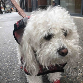 Swifto - Pic of Daisy in her rain gear that Gerald from Swifto took while on a walk! - Dog Walkers Near Me Swifto - Pic of Daisy in her rain gear that Gerald from Swifto took while on a walk! - Dog Walkers Near Me