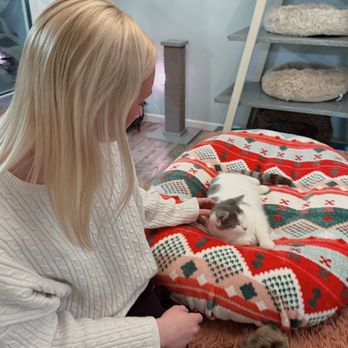 Cattfeinated Cat Cafe - Cafes Near Me - Greensburg, Pennsylvania