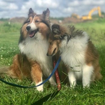 PDwalks - Dog Walkers Near Me