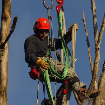 Bauer's Tree Service - Bauer's Tree Service - Tree Services Near Me Bauer's Tree Service - Bauer's Tree Service - Tree Services Near Me