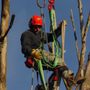 Photo of Bauer's Tree Service