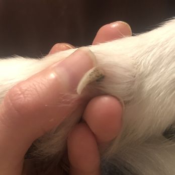 Petco - One of her very long nails the groomer didn't touch. - Pet Stores Near Me - San Francisco, California Petco - One of her very long nails the groomer didn't touch. - Pet Stores Near Me - San Francisco, California