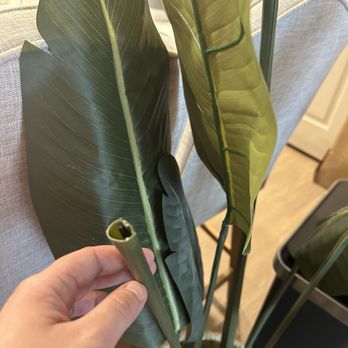 Safenest Relocations - Broken plant - Movers Near Me - Agoura Hills, California