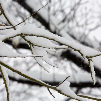 Hoyt Playground - Close up of snow covered branches - Playgrounds Near Me