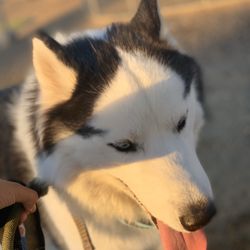 Maricopa Dog Park Alliance