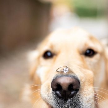 A Golden Stole My Heart - Pet Breeders Near Me A Golden Stole My Heart - Pet Breeders Near Me