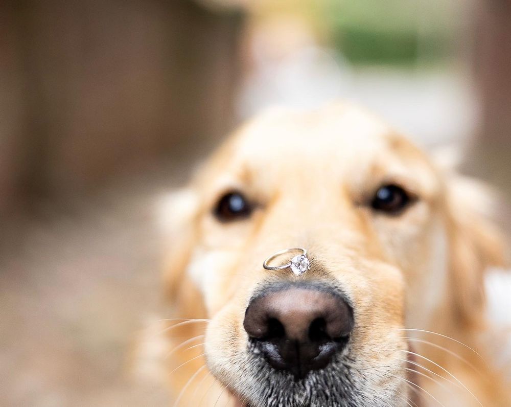 A Golden Stole My Heart Image