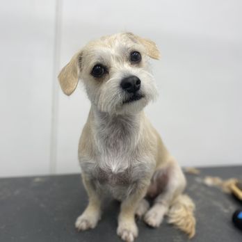 Le Puppery - Pet Groomers Near Me Le Puppery - Pet Groomers Near Me