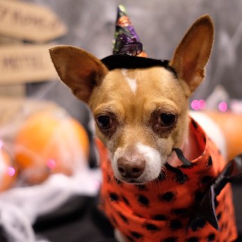 Dogtopia - Daisy - Pet Services Near Me - San Marcos, California Dogtopia - Daisy - Pet Services Near Me - San Marcos, California