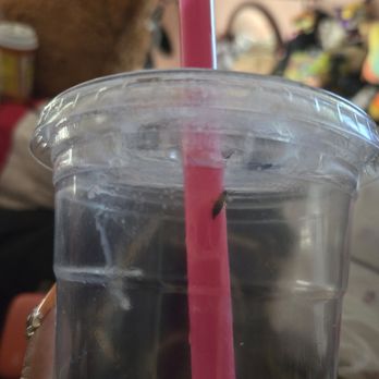 Yumy Gurt - Bug in my drink :/ - Ice Cream & Frozen Yogurt Near Me - Pinole, California Yumy Gurt - Bug in my drink :/ - Ice Cream & Frozen Yogurt Near Me - Pinole, California