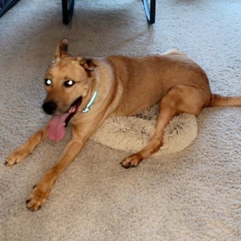 Petco - Pet Training Near Me - Huntersville, North Carolina